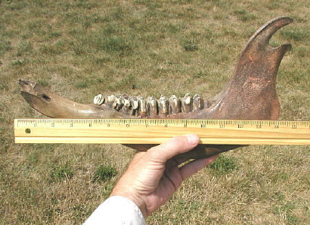 bison jaw with teeth