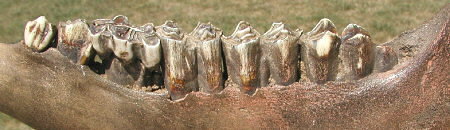bison jaw with teeth