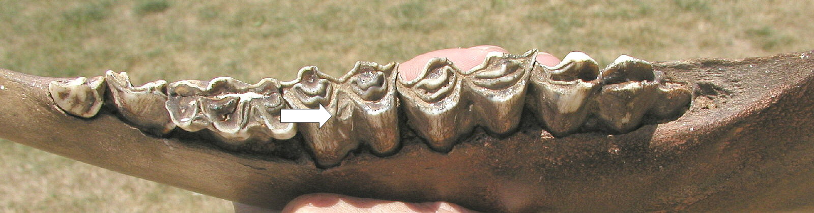 bison tooth with stylid