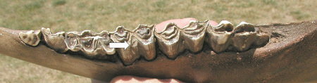 stylid bison teeth