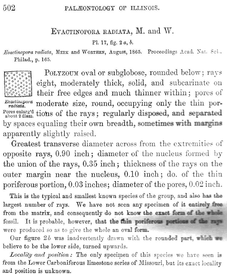 Evactinopora radiata