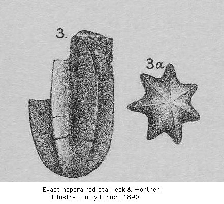 Evactinopora radiata