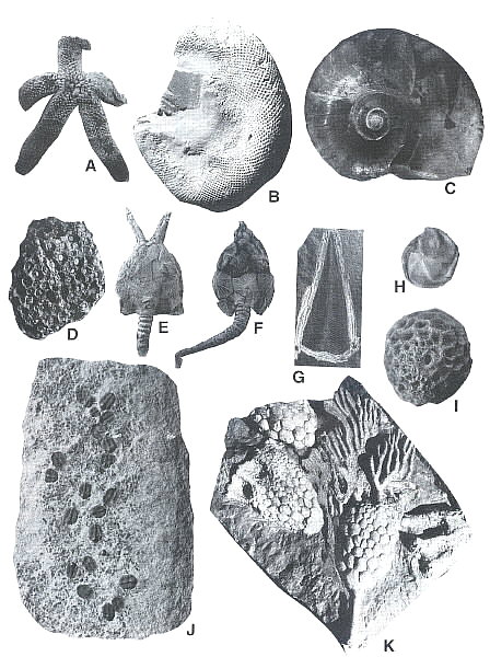 Missouri Fossils