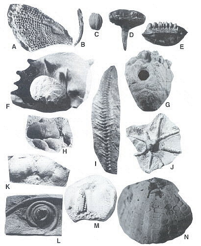 Missouri Fossils