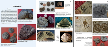 More Paleozoic Fossils 2 width=