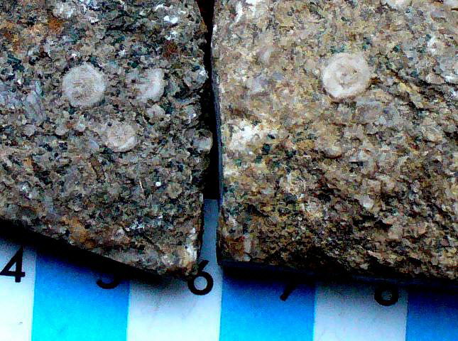 Peculiar crinoid stem-like fossils