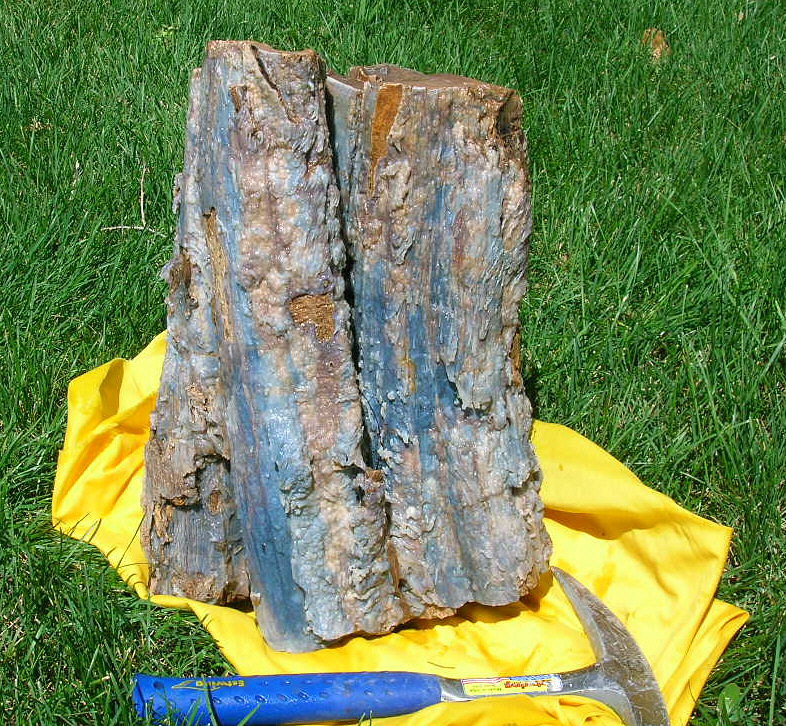 Fossil Tree stump
