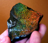 Ammolite (dragonskin)