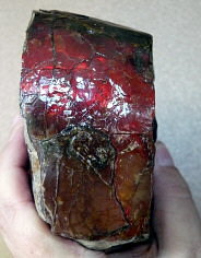 Ammolite (Placenticeras shell)