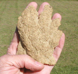 fossil hand