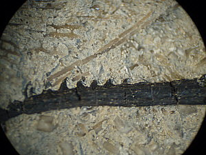 Fossil Fish spine 3