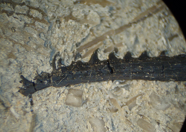 Fossil Fish spine