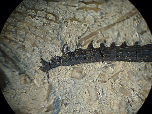 Fossil Fish spine 4