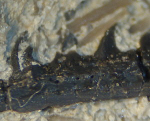 Fossil Fish spine 6