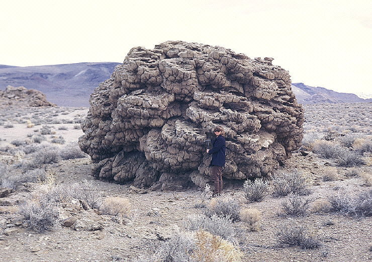 Giant stromatolite colony