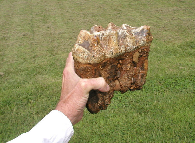Adult Mastodon tooth