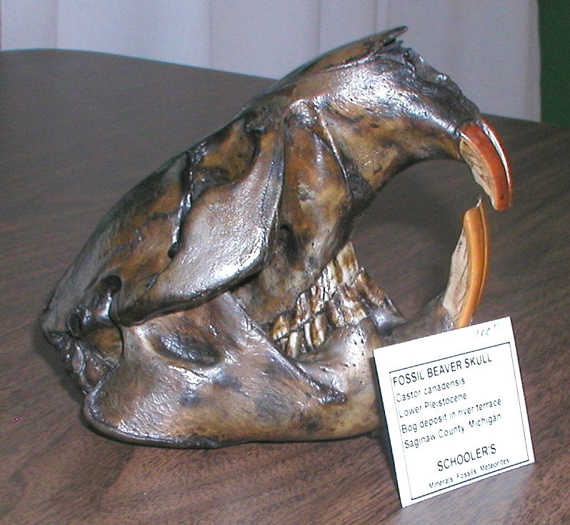 Fossil Beaver Skull