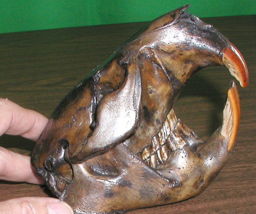 fossil beaver skull