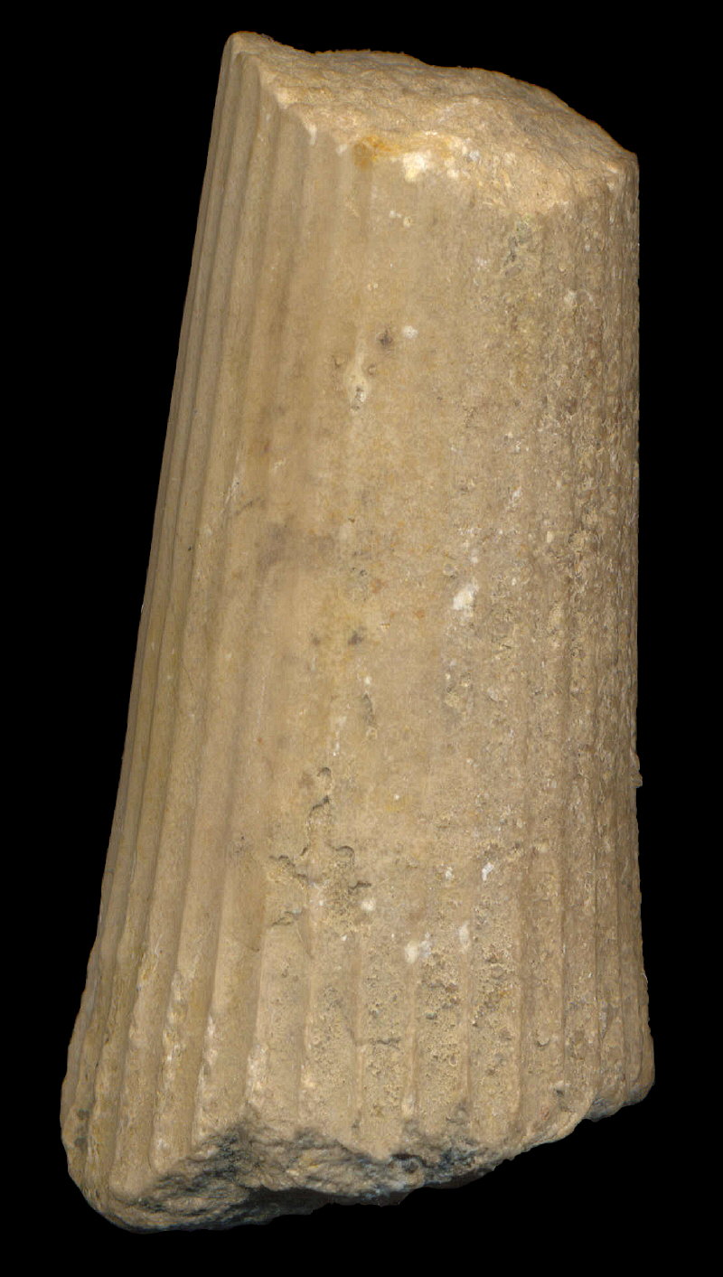 Thoracoceras vestitum