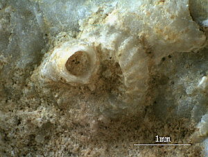 Microconchus sp.