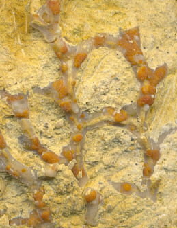 Aulopora macrostoma (Fischer)