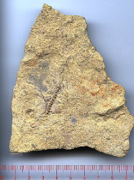Undescribed fossil