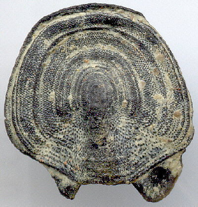Glaphurochiton carbonarius