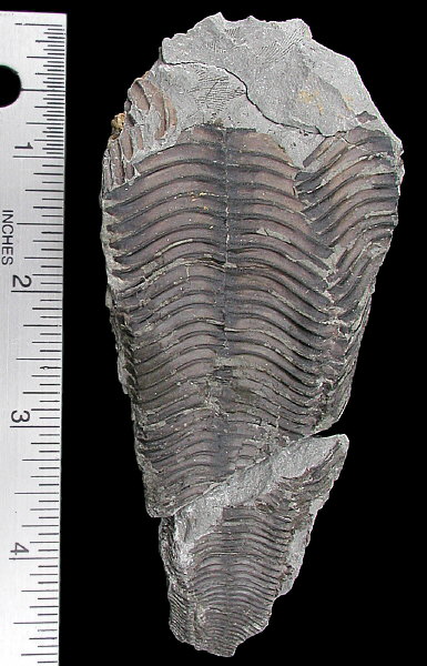 Paraconularia missouriensis