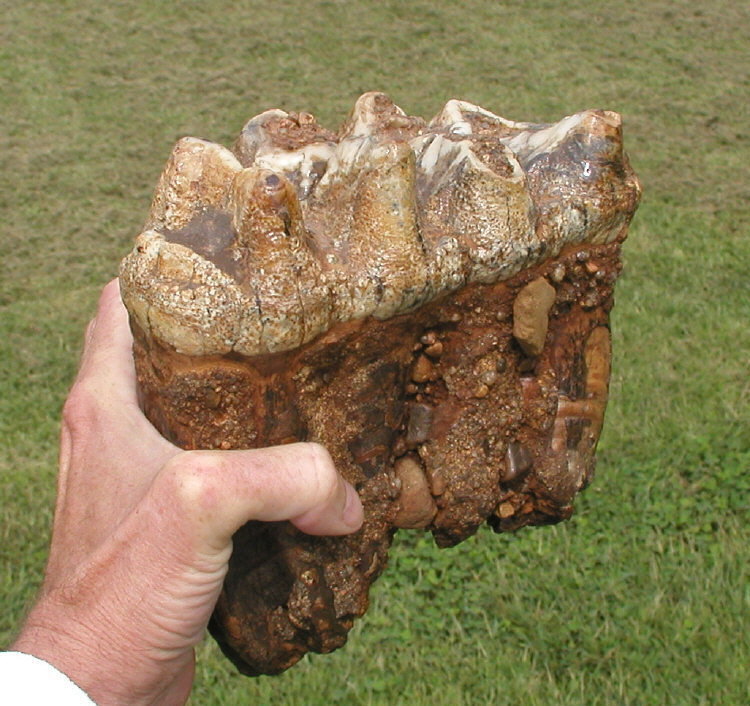 Mastodon tooth