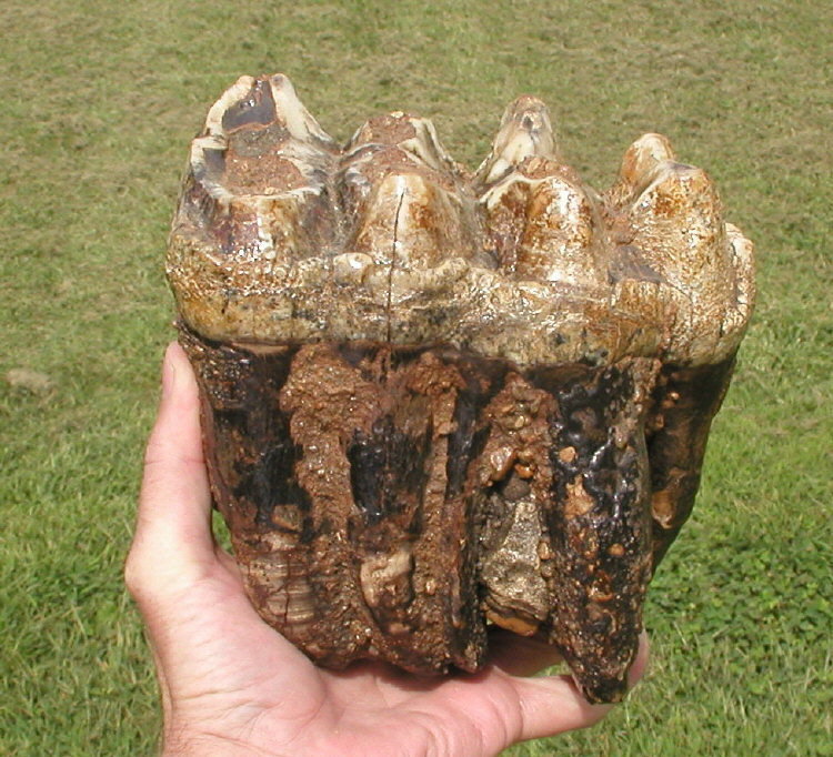 Mastodon teeth and Mammoth teeth