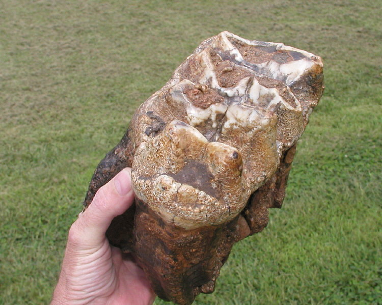 Mastodon tooth