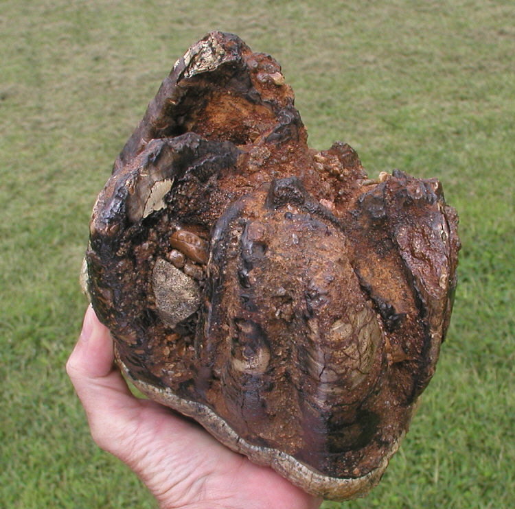 Mastodon tooth (roots)