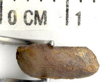 Parallelodon sp.