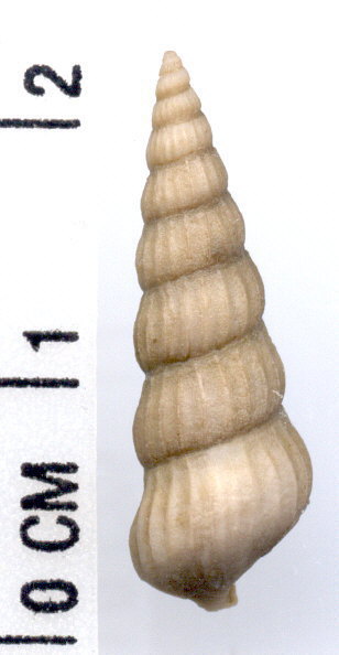 Pseudozygopleura scitula