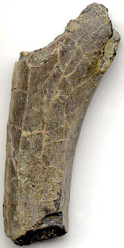 Tetrapod (rib fragment)