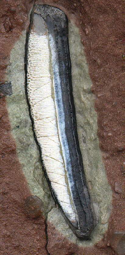 Chomatodus multiplicatus