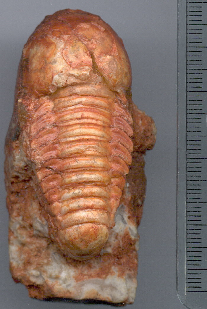 Stenopilus sp.