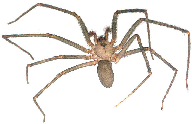 brown recluse spider - Loxosceles reclusa Gertsch and Mulaik