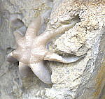 Mississippian fossils